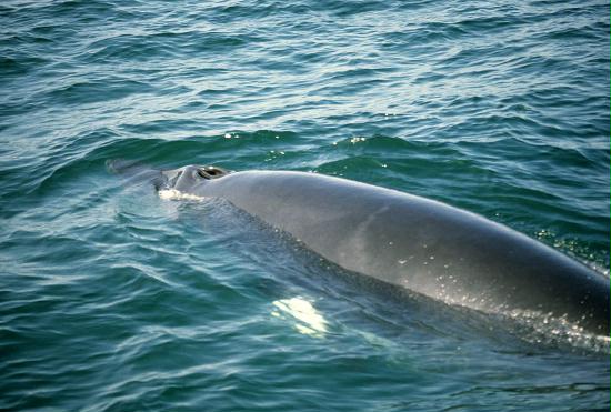 Minke Whale <i>Balaenoptera acutorostrata </i>